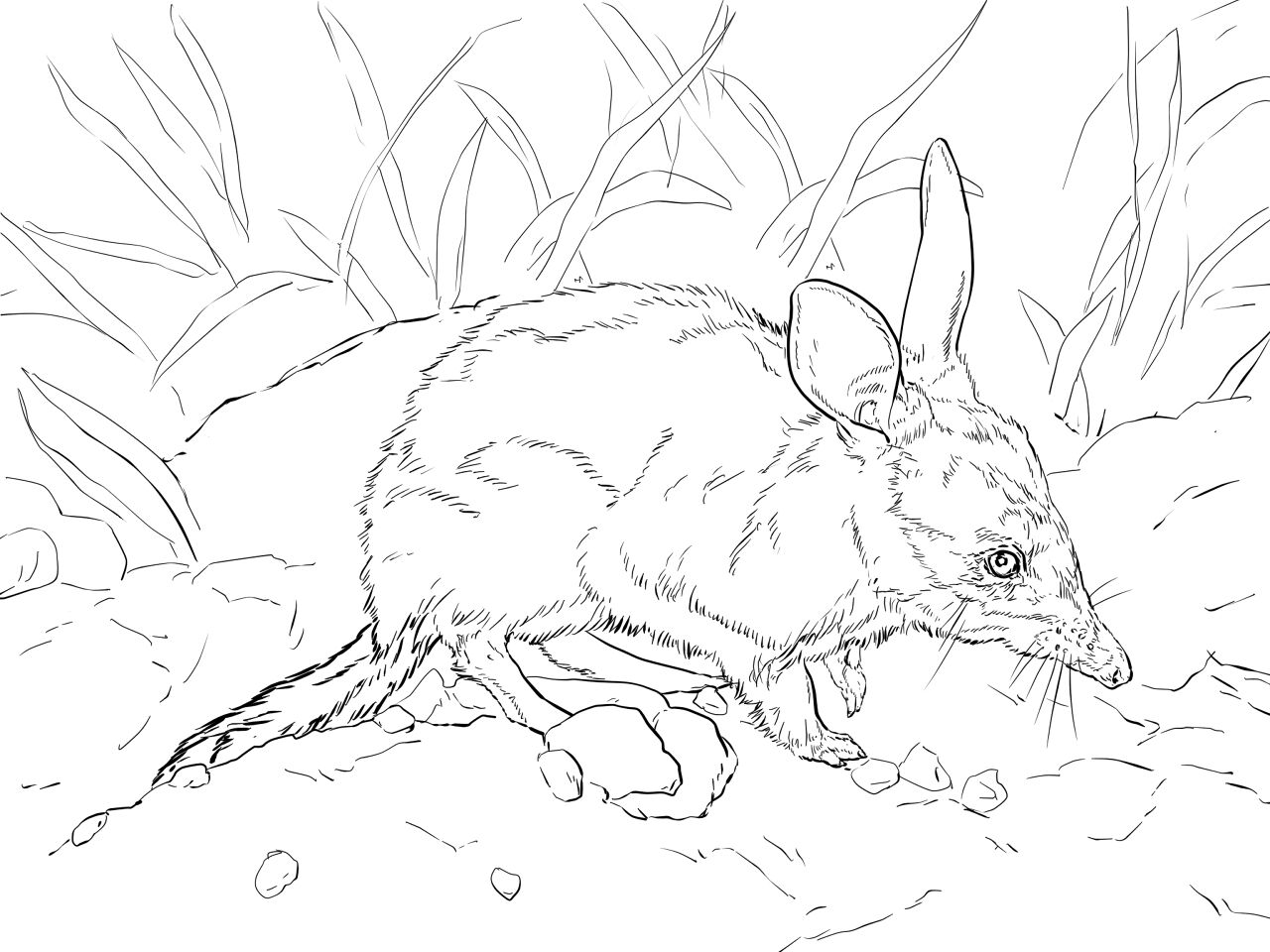 Desenho de Animais Ameaçados para colorir e imprimir: número 21