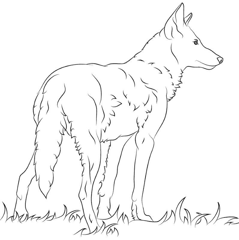 Desenho de Animais Ameaçados para colorir e imprimir: número 27