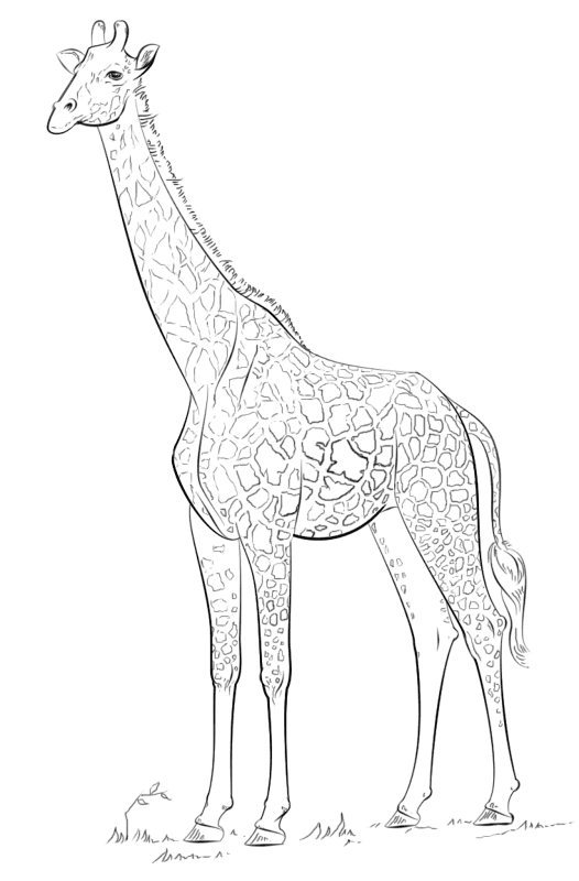 Desenho de Animais Ameaçados para colorir e imprimir: número 28