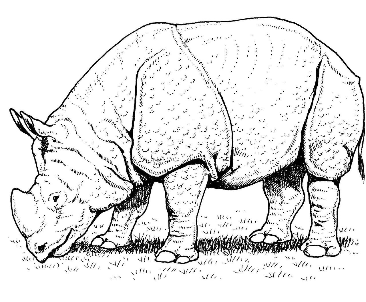 Desenho de Animais Ameaçados para colorir e imprimir: número 36