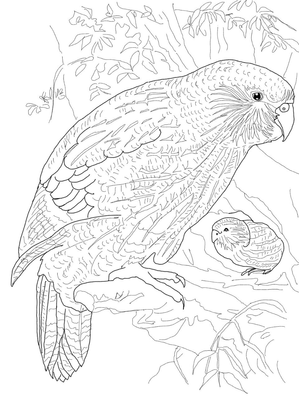 Desenho de Animais Ameaçados para colorir e imprimir: número 37