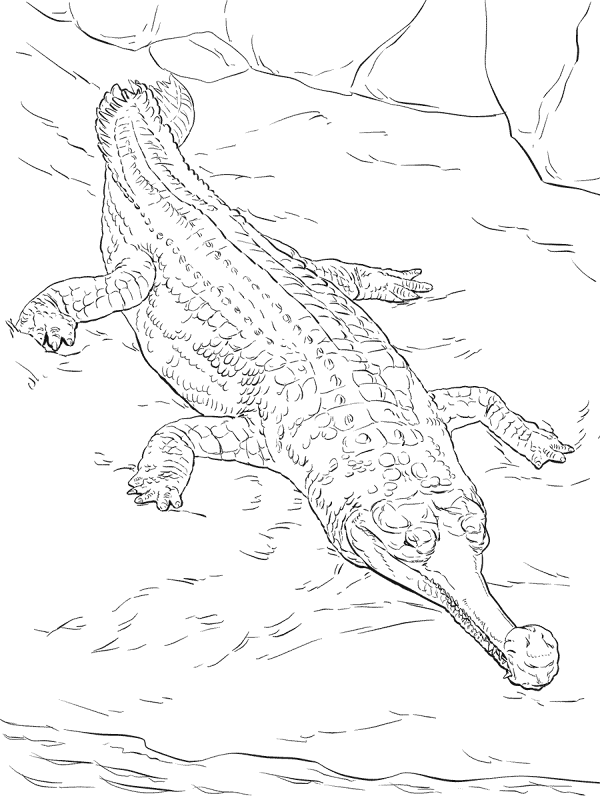 Desenho de Animais Ameaçados para colorir e imprimir: número 46