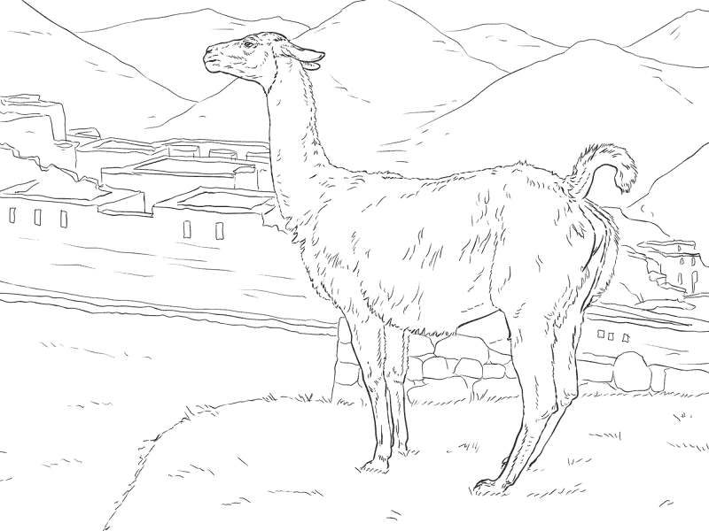 Desenho de Animais Ameaçados para colorir e imprimir: número 47