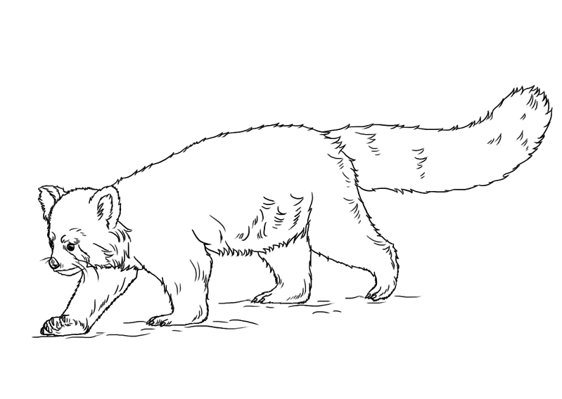 Desenho de Animais Ameaçados para colorir e imprimir: número 48
