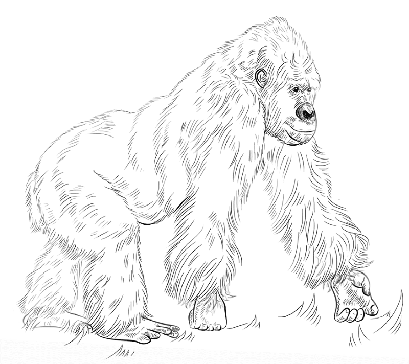 Desenho de Animais Ameaçados para colorir