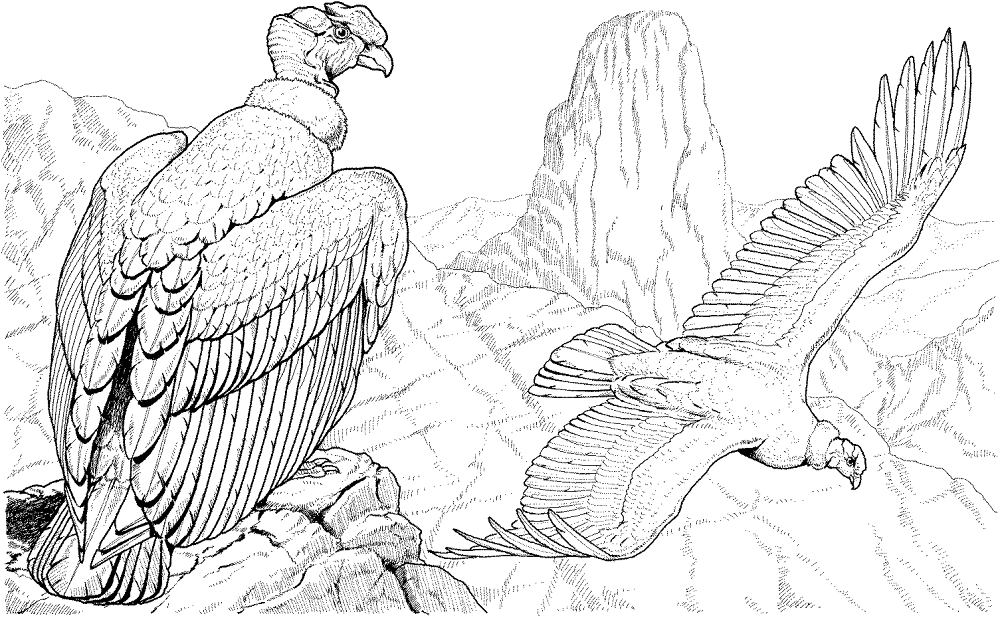 Desenho de Animais Ameaçados para colorir