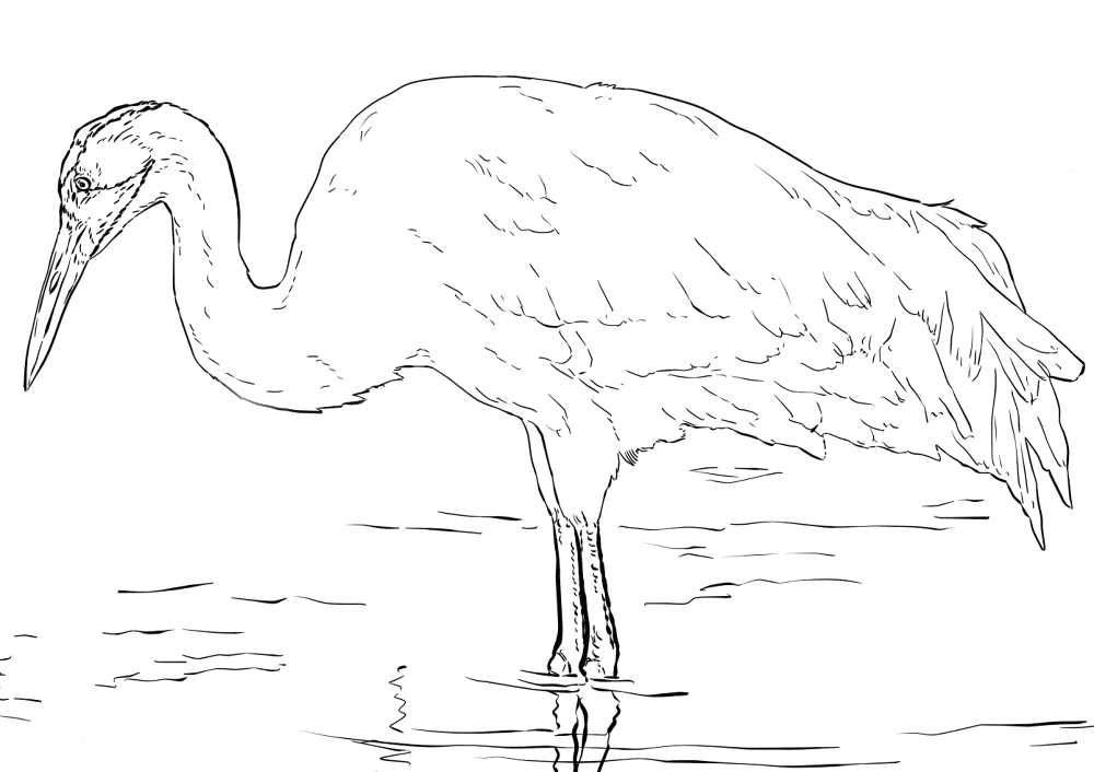 Desenho de Animais Ameaçados para colorir