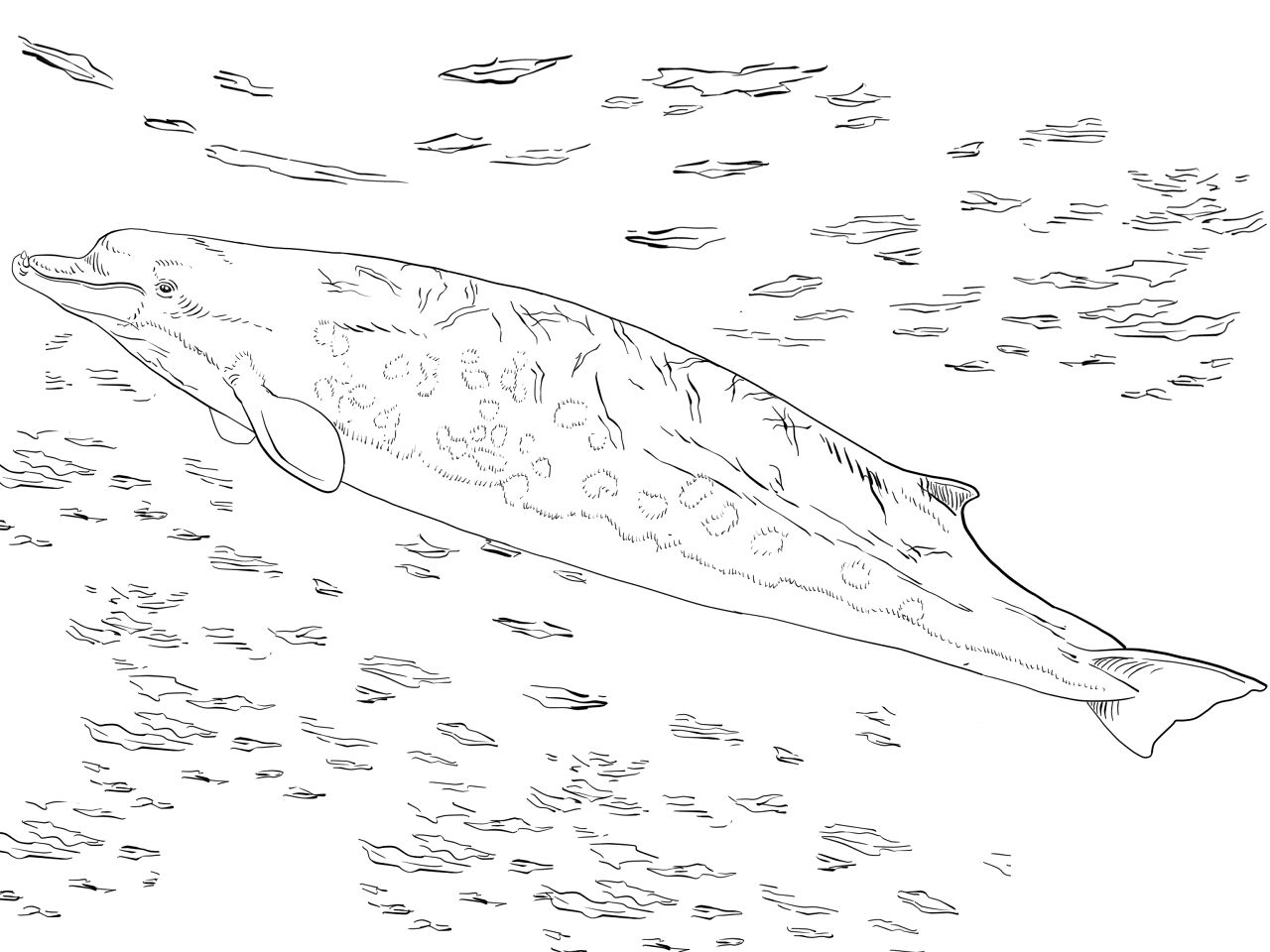 Desenho de Animais Antárticos para colorir e imprimir: número 1