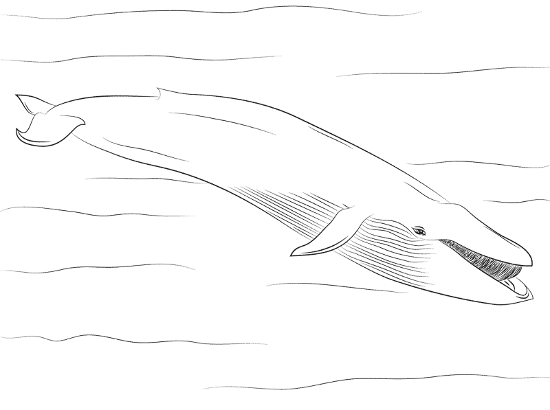 Desenho de Animais Antárticos para colorir e imprimir: número 3