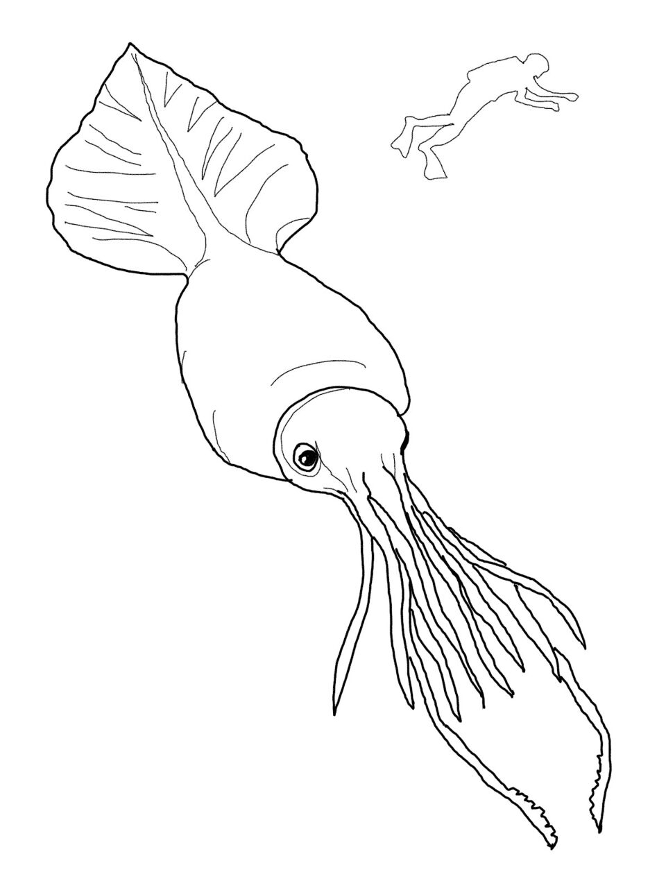 Desenho de Animais Antárticos para colorir e imprimir: número 4