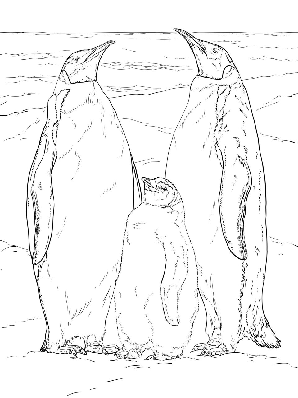 Desenho de Animais Antárticos para colorir e imprimir: número 5
