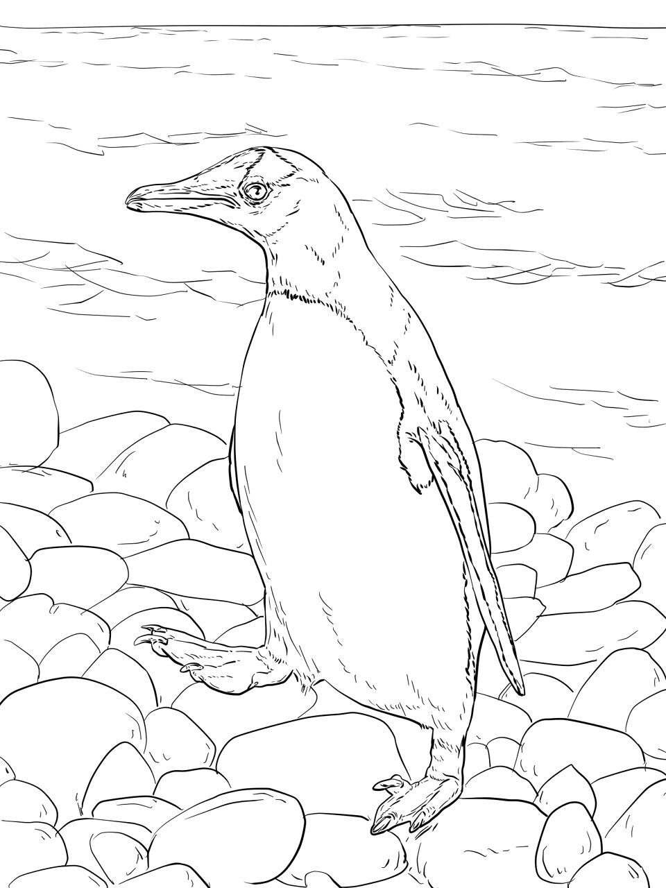 Desenho de Animais Antárticos para colorir e imprimir: número 7