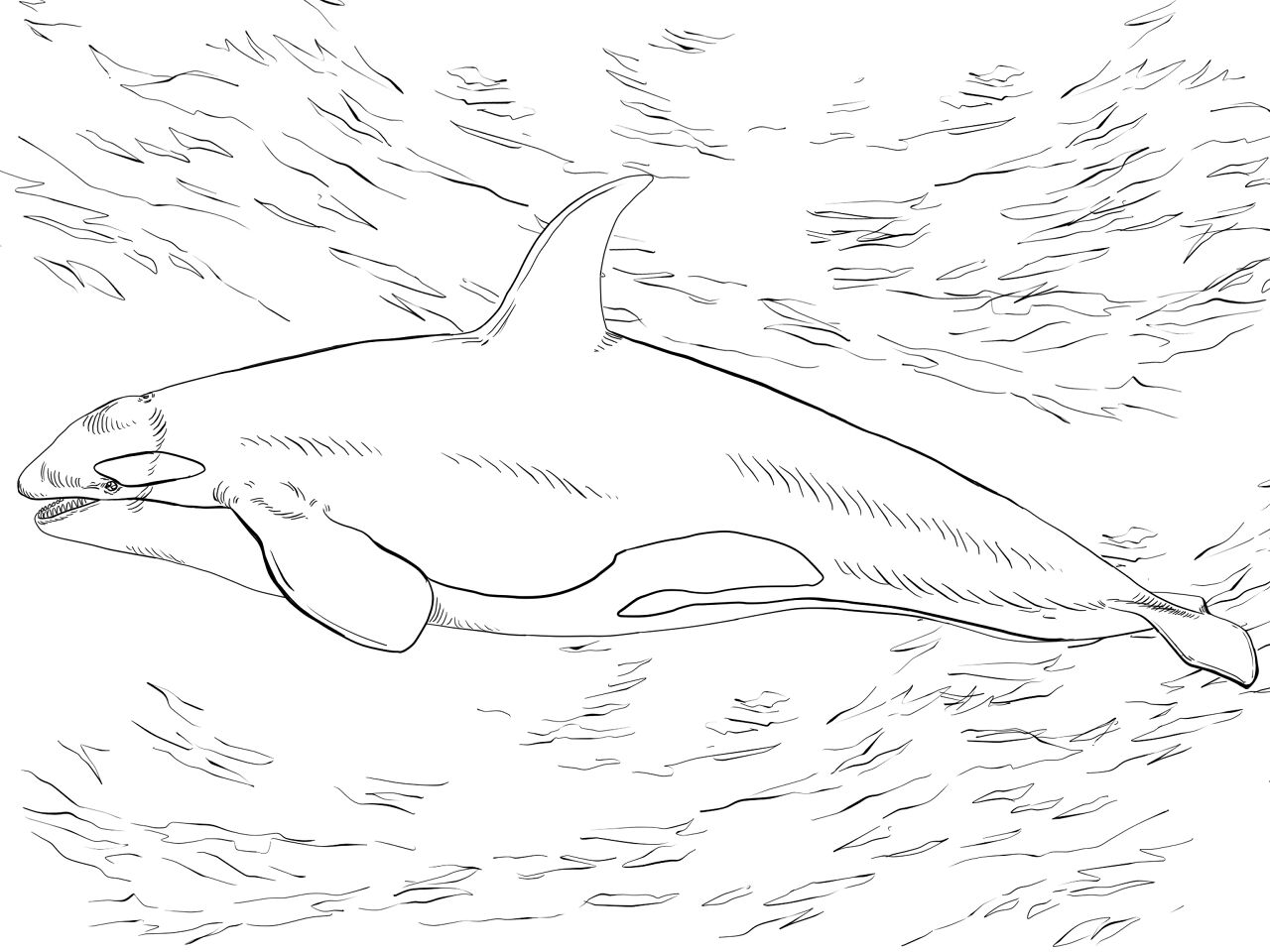 Desenho de Animais Antárticos para colorir e imprimir: número 8