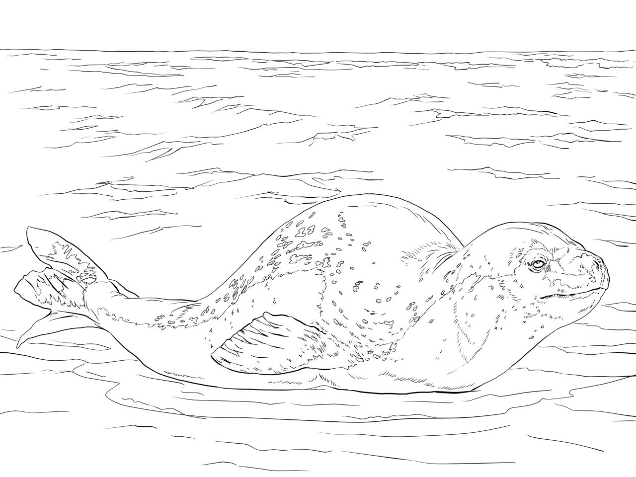 Desenho de Animais Antárticos para colorir e imprimir: número 9