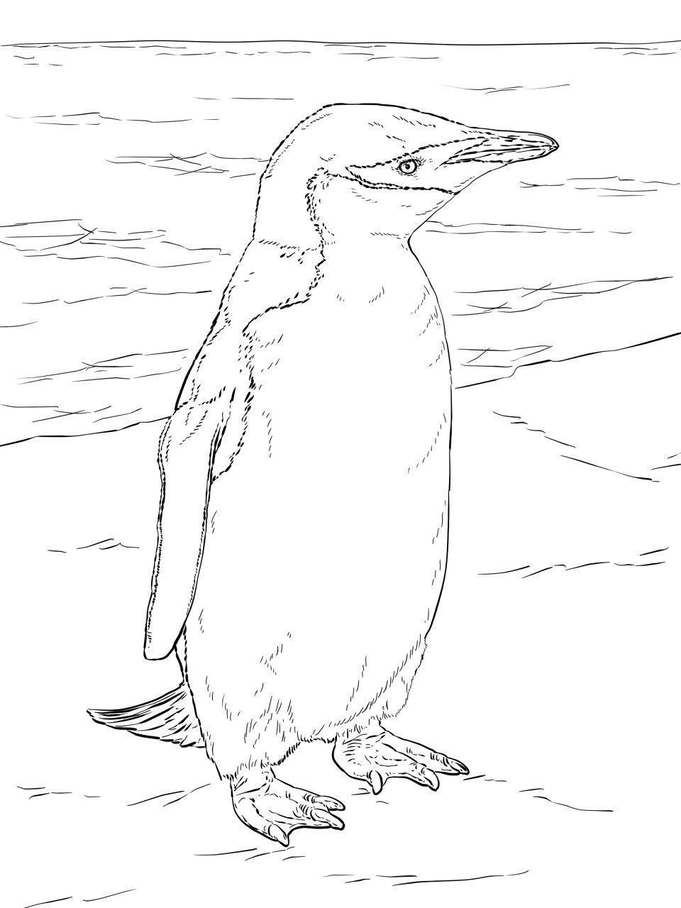 Desenho de Animais Antárticos para colorir e imprimir: número 11