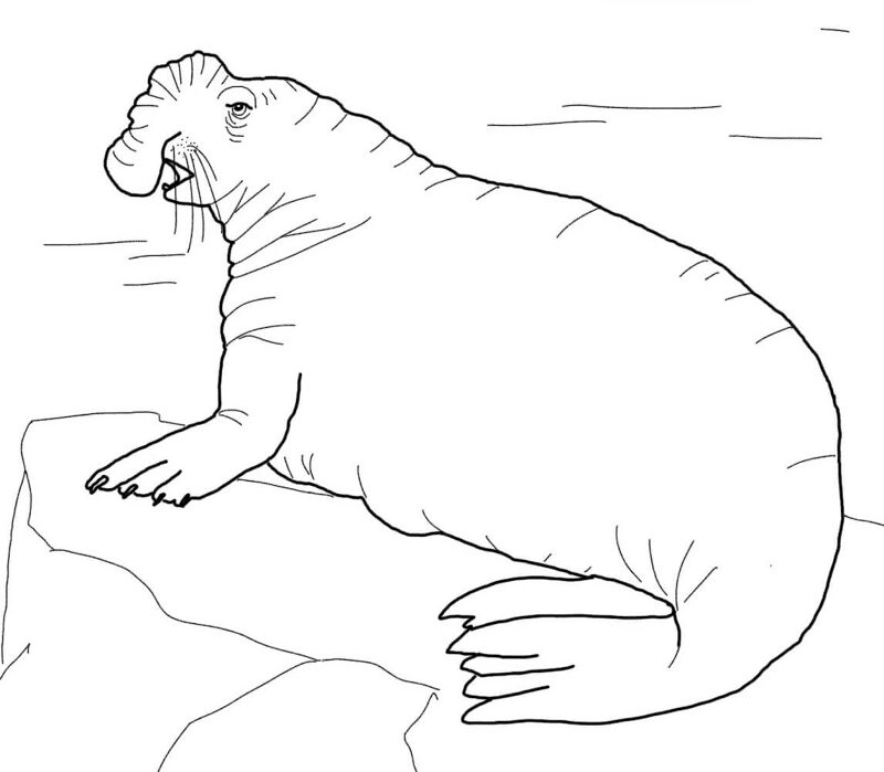 Desenho de Animais Antárticos para colorir e imprimir: número 13