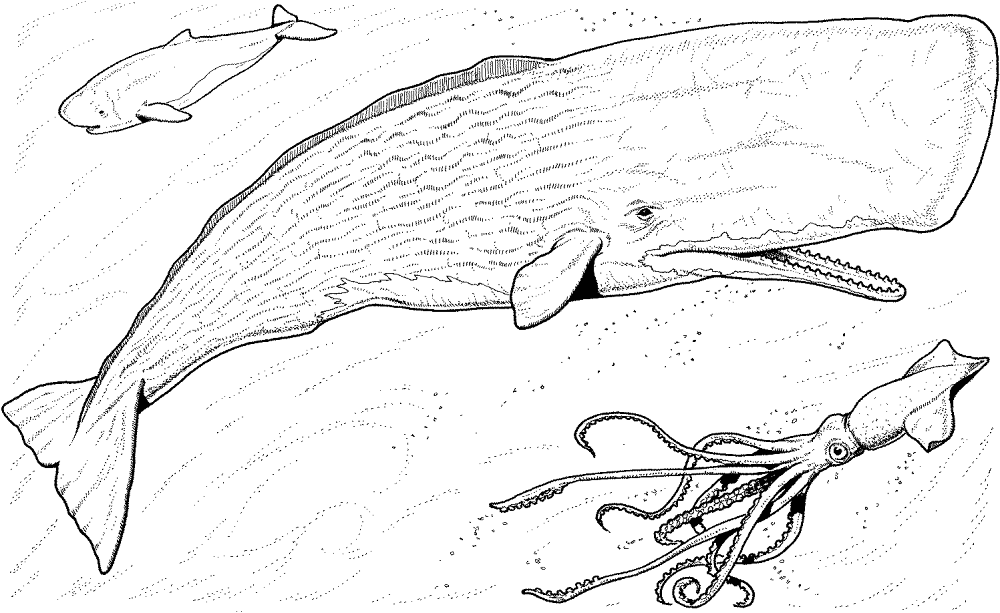 Desenho de Animais Antárticos para colorir e imprimir: número 14