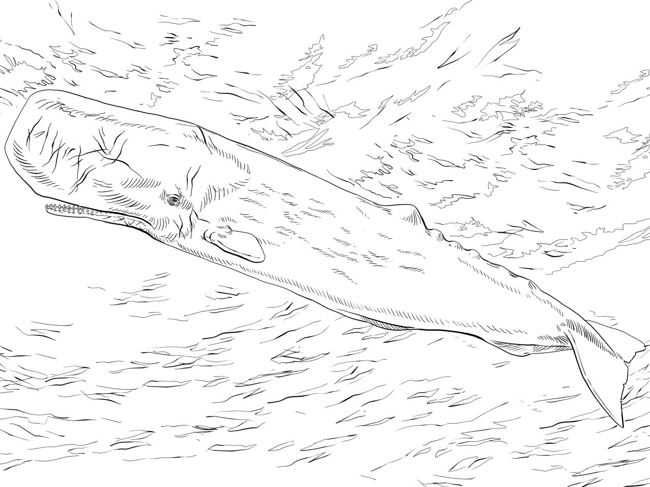 Desenho de Animais Antárticos para colorir e imprimir: número 15