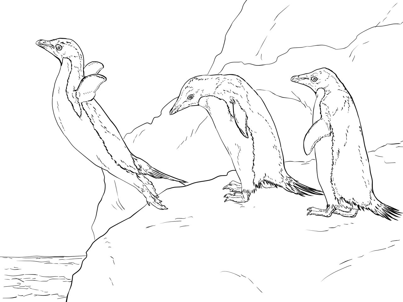 Desenho de Animais Antárticos para colorir e imprimir: número 16