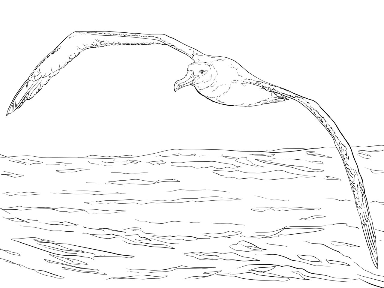 Desenho de Animais Antárticos para colorir e imprimir: número 17