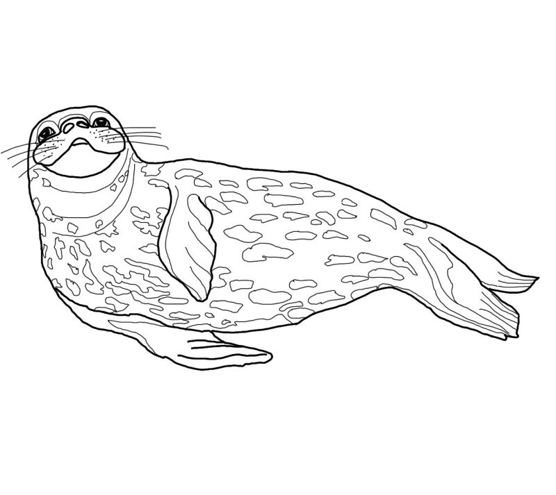 Desenho de Animais Antárticos para colorir e imprimir: número 18