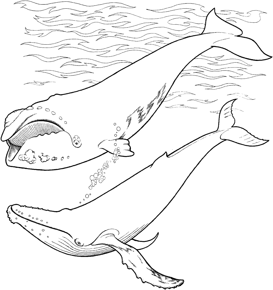 Desenho de Animais Antárticos para colorir e imprimir: número 19