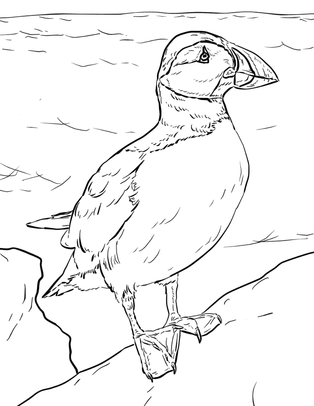 Desenho de Animais Árticos para colorir e imprimir: número 1