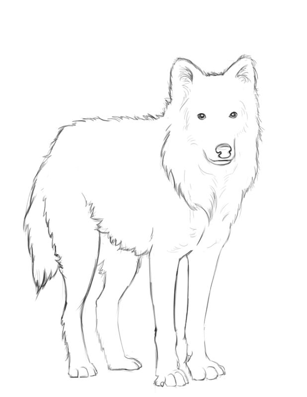 Desenho de Animais Árticos para colorir e imprimir: número 2