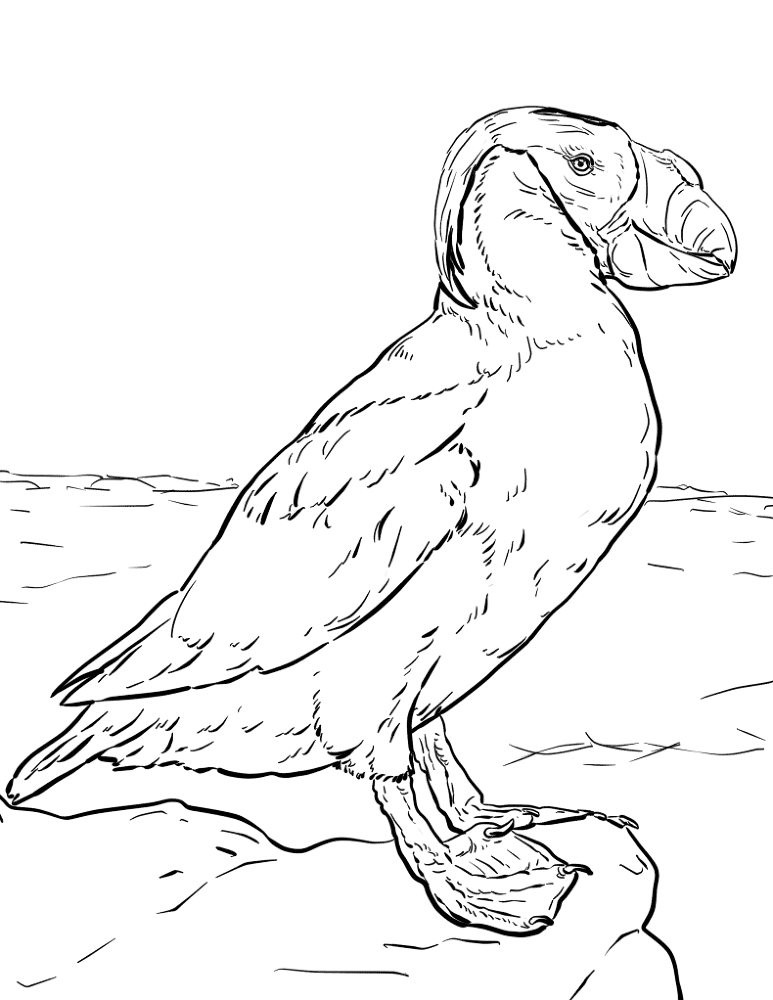 Desenho de Animais Árticos para colorir e imprimir: número 3