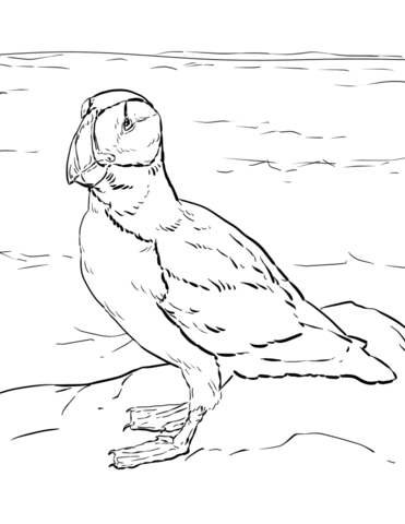 Desenho de Animais Árticos para colorir e imprimir: número 4