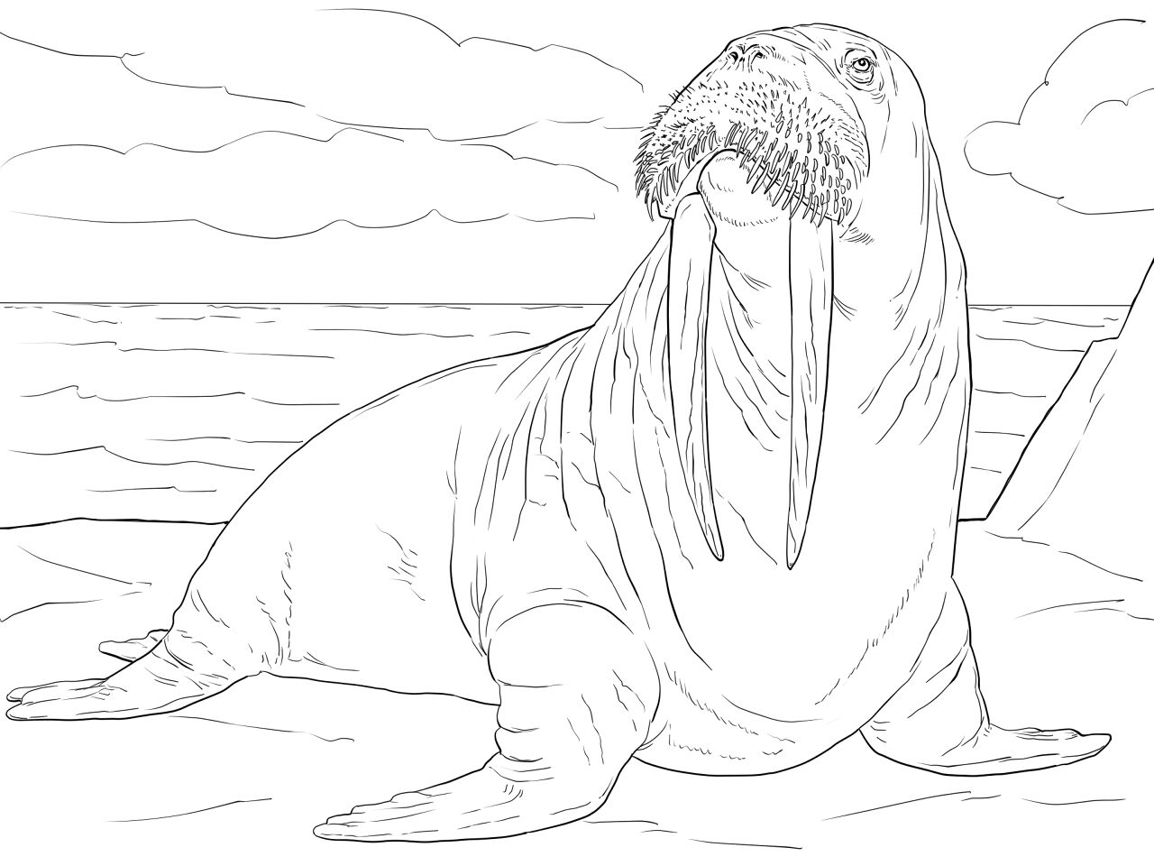 Desenho de Animais Árticos para colorir e imprimir: número 5
