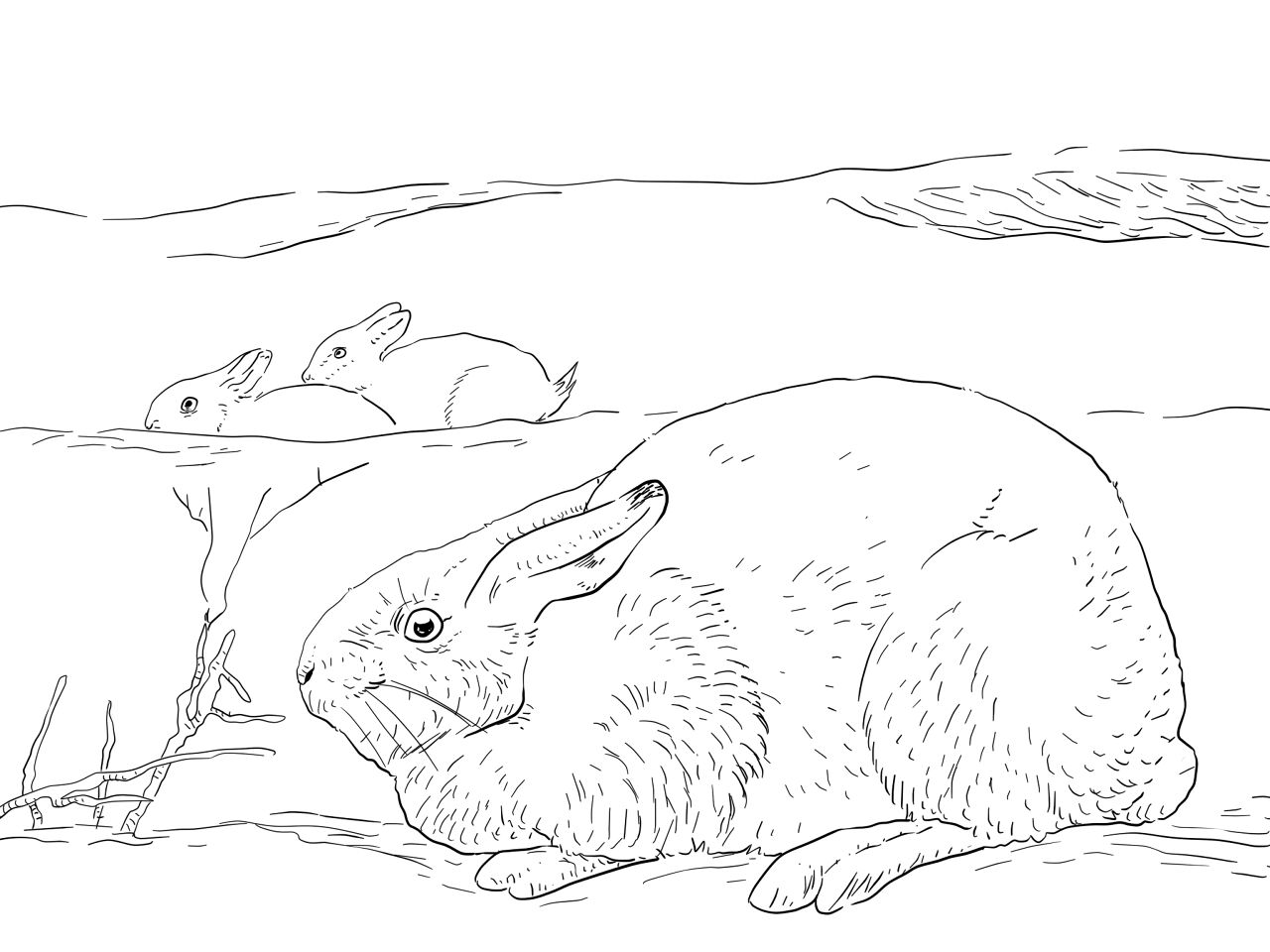 Desenho de Animais Árticos para colorir e imprimir: número 6