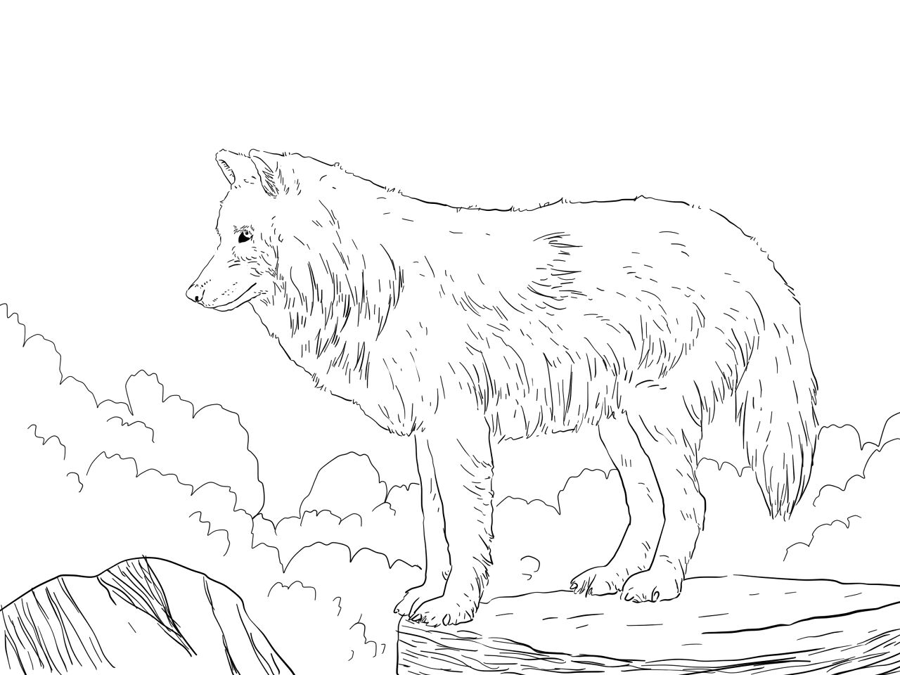 Desenho de Animais Árticos para colorir e imprimir: número 7