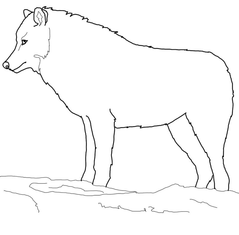 Desenho de Animais Árticos para colorir e imprimir: número 8