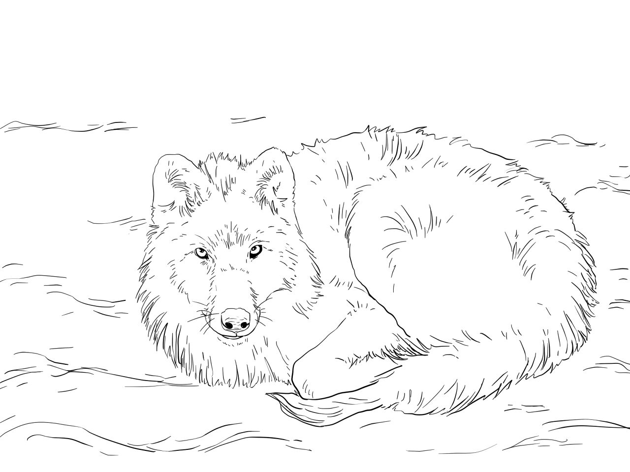 Desenho de Animais Árticos para colorir e imprimir: número 9