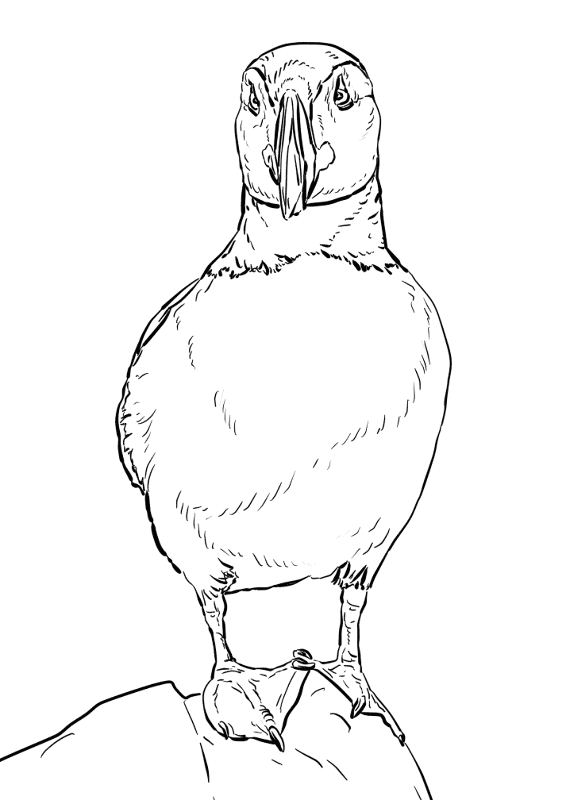 Desenho de Animais Árticos para colorir e imprimir: número 10