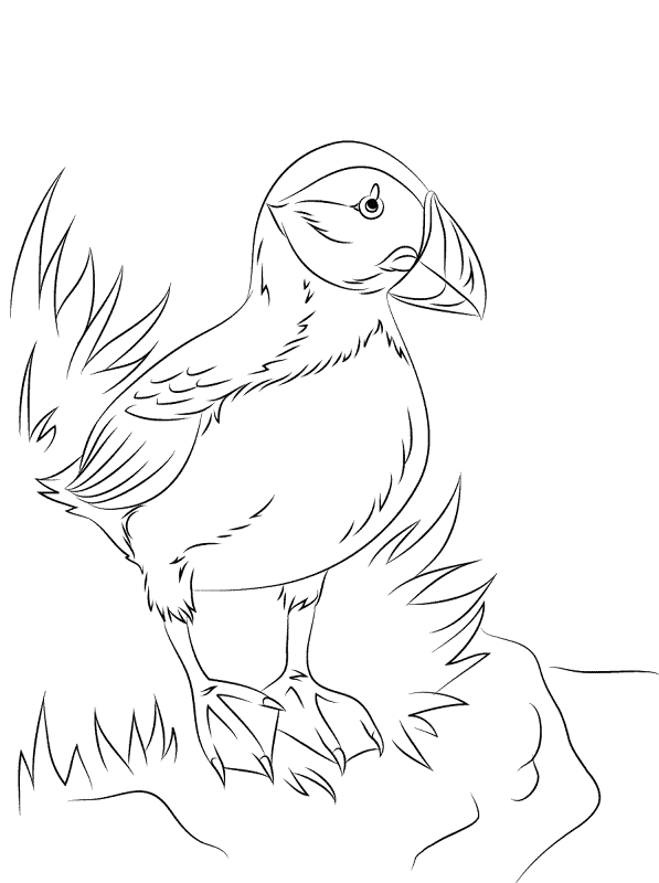 Desenho de Animais Árticos para colorir e imprimir: número 11