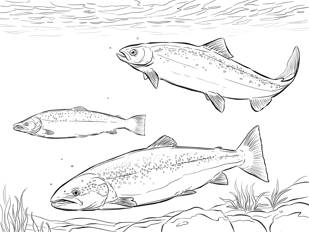 Desenho de Animais Árticos para colorir e imprimir: número 13