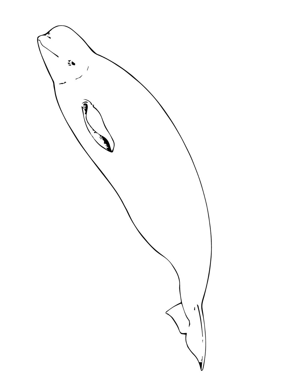 Desenho de Animais Árticos para colorir e imprimir: número 14