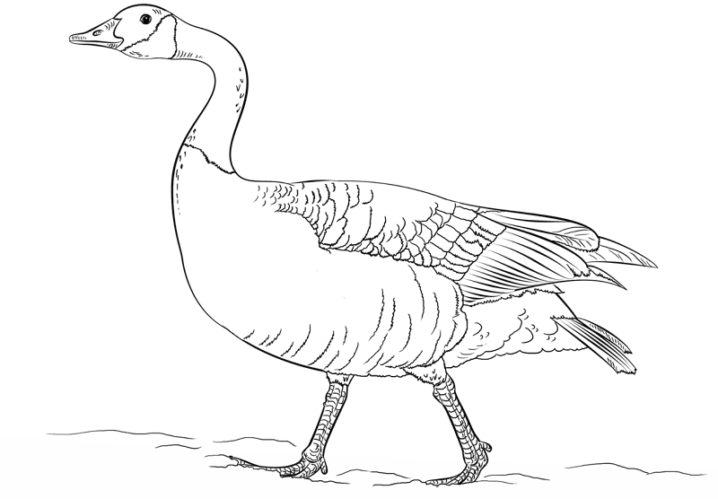 Desenho de Animais Árticos para colorir e imprimir: número 15