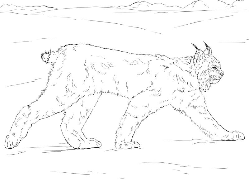Desenho de Animais Árticos para colorir e imprimir: número 16