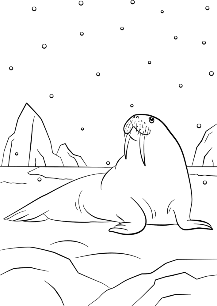 Desenho de Animais Árticos para colorir e imprimir: número 17