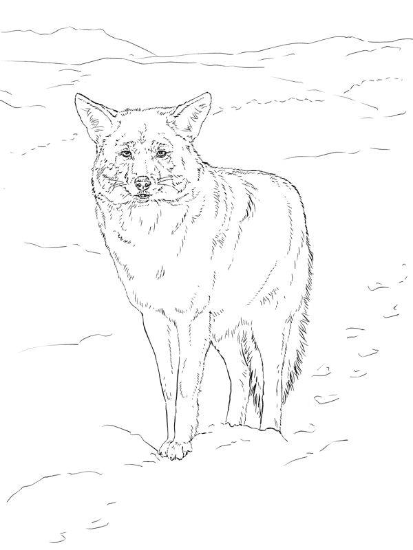 Desenho de Animais Árticos para colorir e imprimir: número 18
