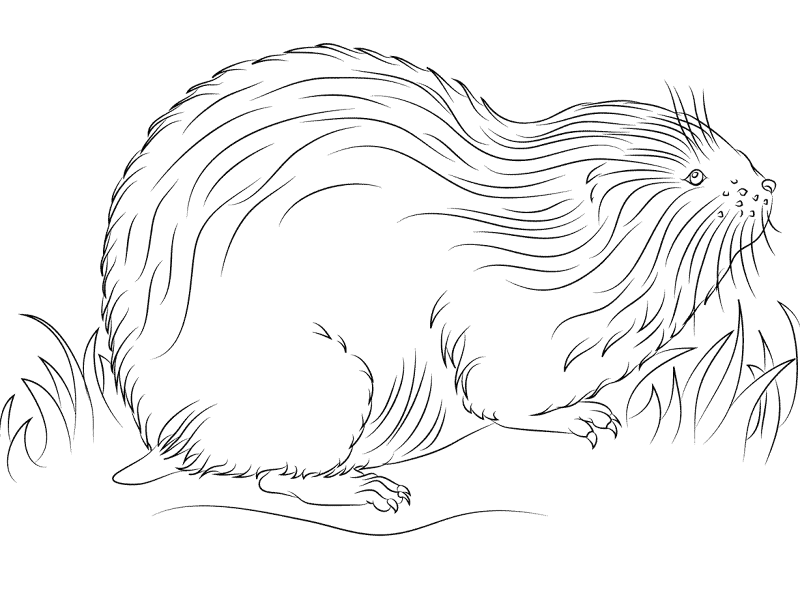 Desenho de Animais Árticos para colorir e imprimir: número 19