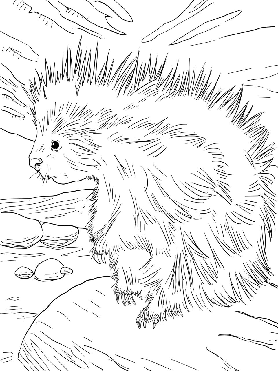 Desenho de Animais Árticos para colorir e imprimir: número 20