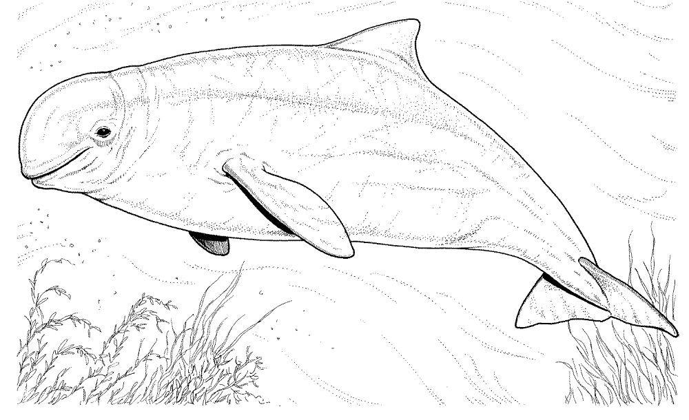 Desenho de Animais Árticos para colorir e imprimir: número 21