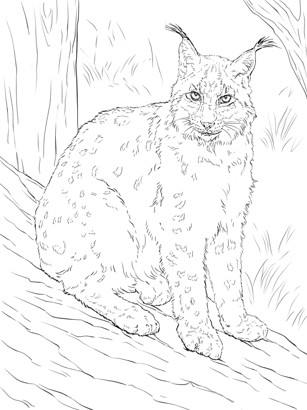 Desenho de Animais Árticos para colorir e imprimir: número 22
