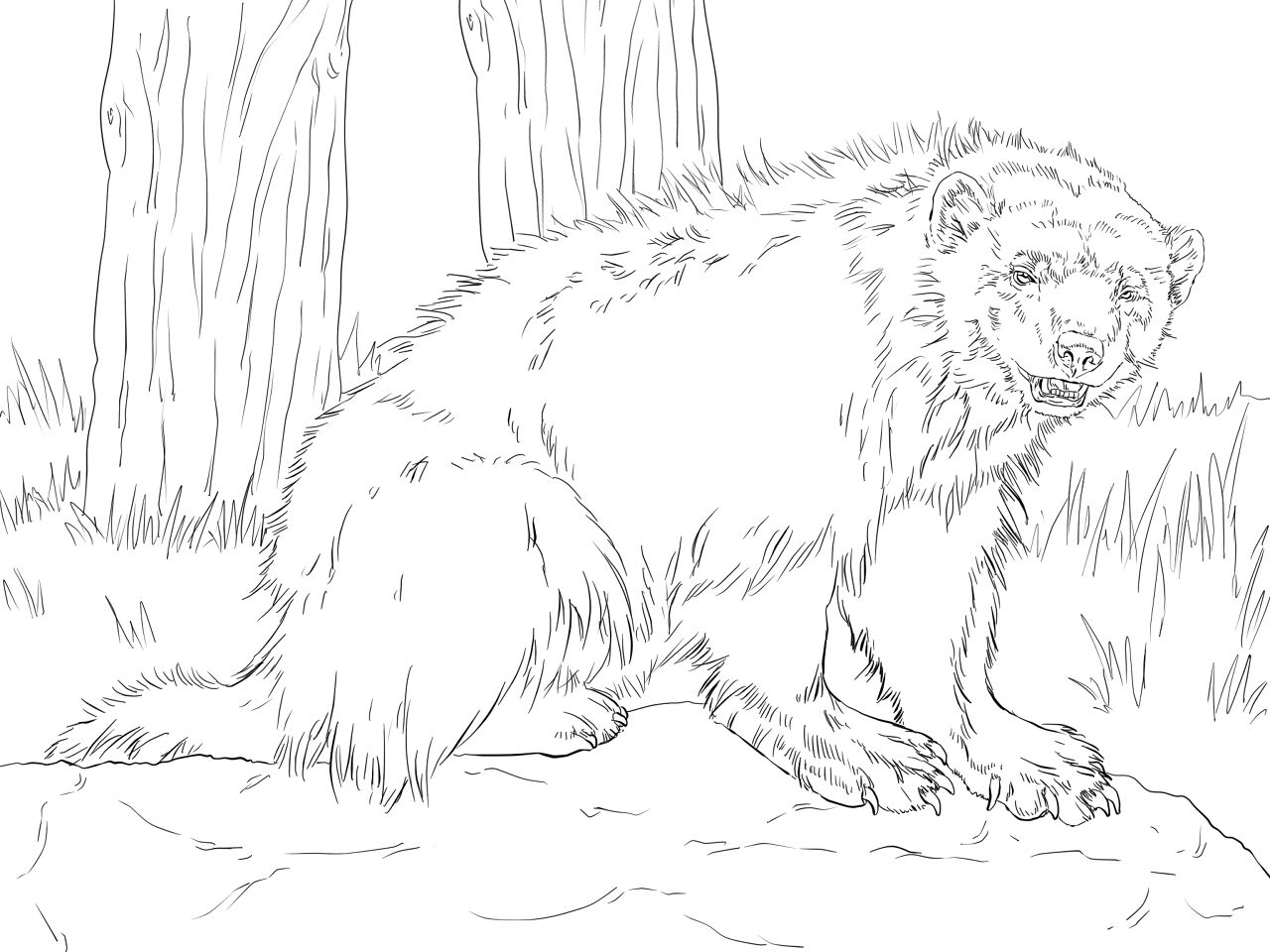 Desenho de Animais Árticos para colorir e imprimir: número 24