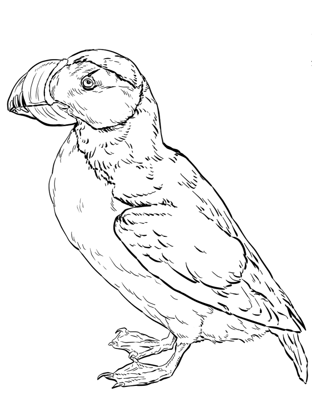Desenho de Animais Árticos para colorir e imprimir: número 25