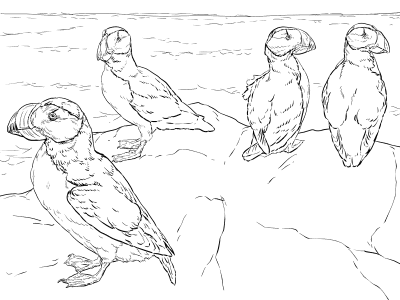 Desenho de Animais Árticos para colorir e imprimir: número 26